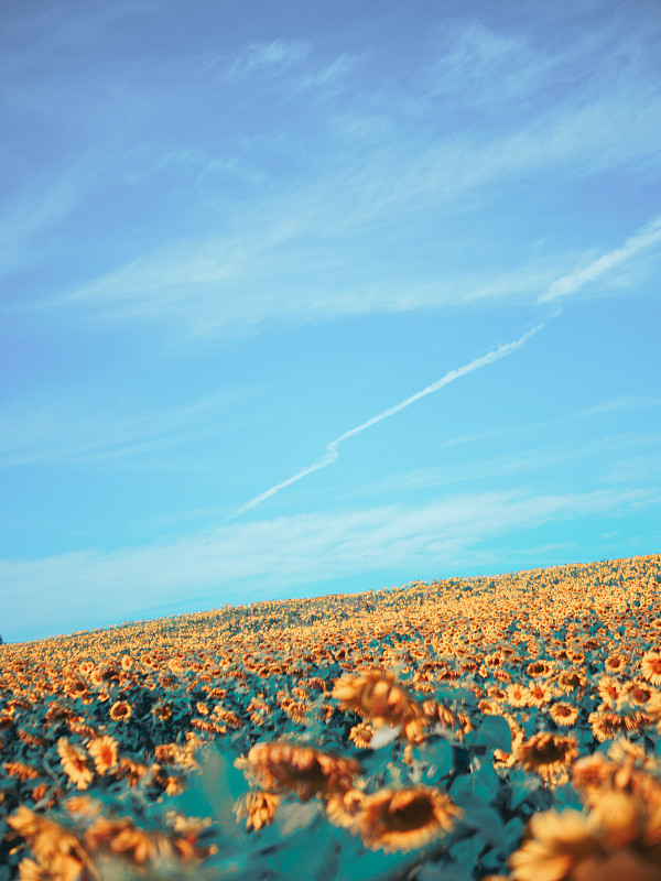 蓝天映衬下的田野风景图片素材