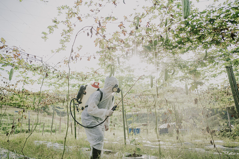 一名穿着防护服的亚裔华裔女农民正在向农场里的苦地植物喷洒消毒图片下载