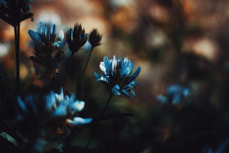 蓝色开花植物的特写图片素材