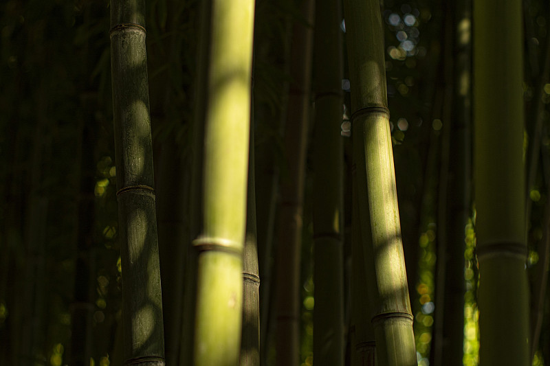 阳光照射的竹林图片下载