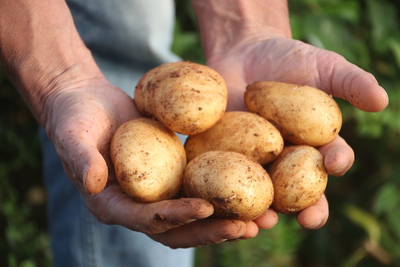 希腊，一个男人的手拿着新鲜采摘的土豆的特写图片下载