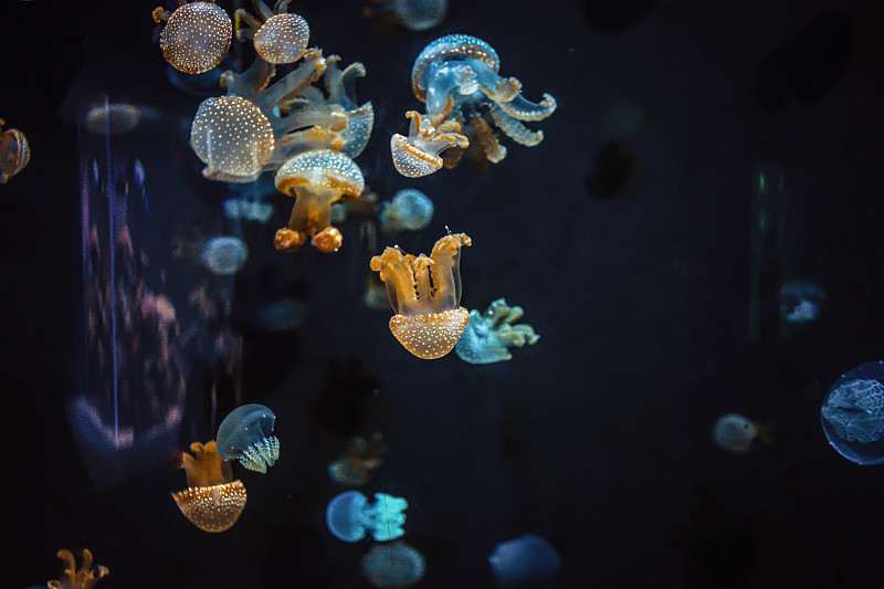 特写水母水族馆，泰国，亚洲图片下载