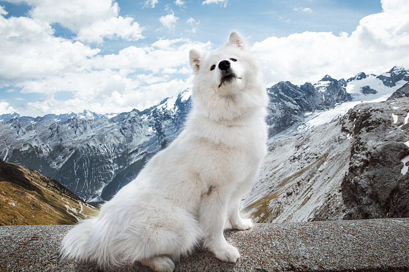 斯特尔维奥山口山顶上的萨摩耶狗图片素材