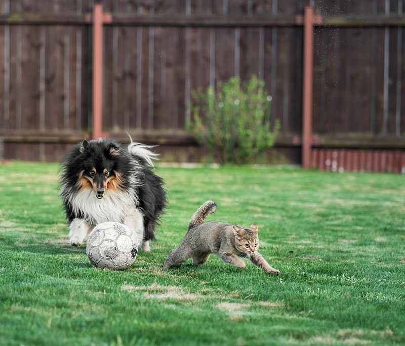 观看狗和猫在草地上踢足球图片素材