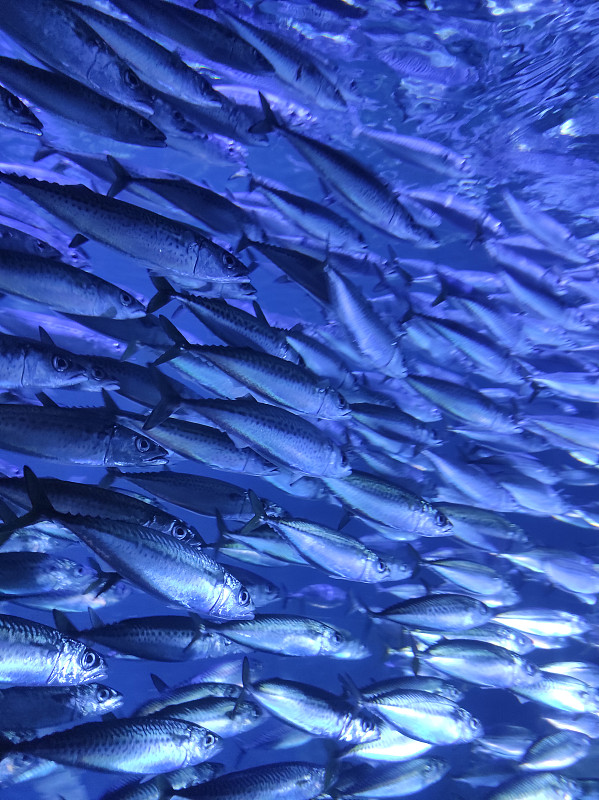 屏幕背景的鱼群蓝色阴影。图片素材