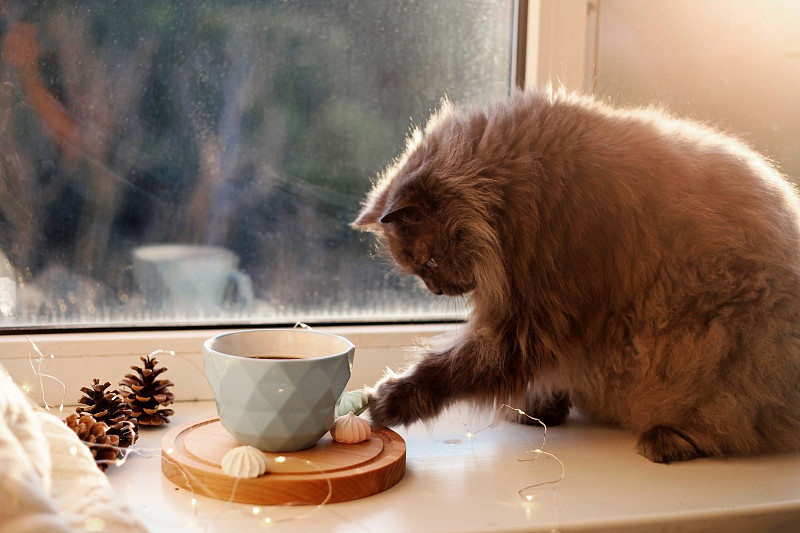 猫，蓝色的热咖啡和甜蜜的食物和仙女的灯在窗台上。舒适的家和宠物的概念。图片素材