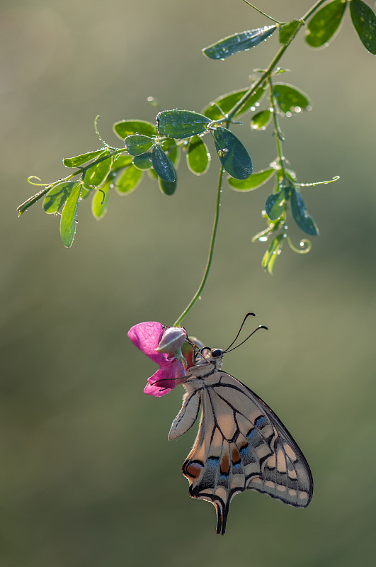 美丽的蝴蝶蝴蝶在林中空地上的森林花朵上图片下载