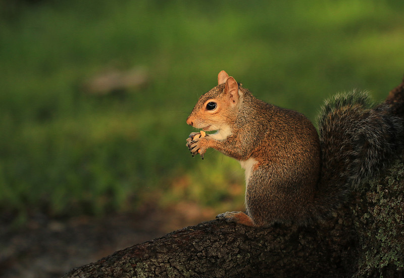 东部灰松鼠在傍晚的阳光下吃绿色的背景图片下载