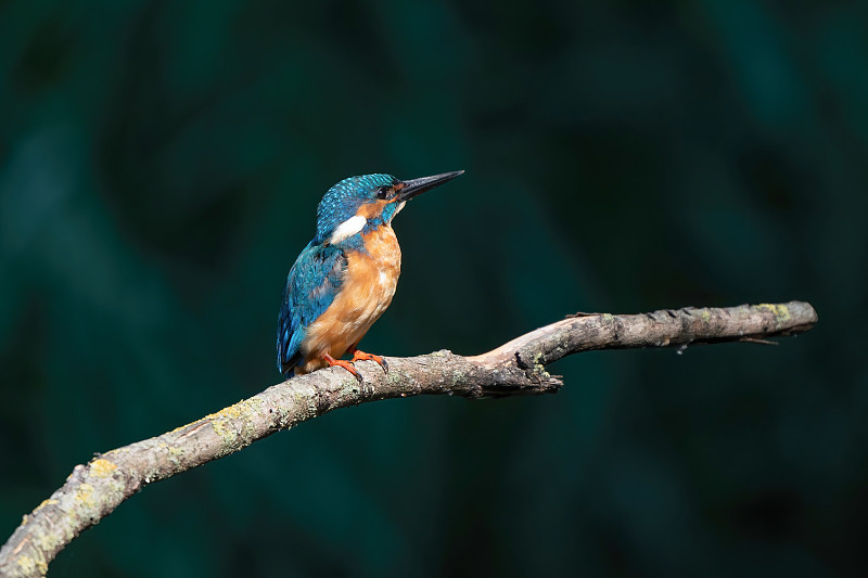 美丽的蓝色翠鸟，雄性普通翠鸟，坐在树枝上，黑暗的背景。图片素材