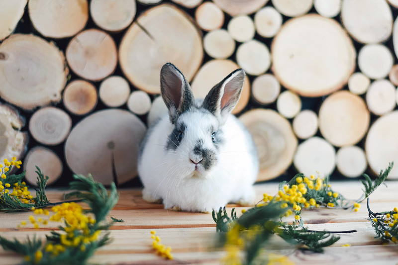 灰色和白色的兔子在木制背景上。图片下载