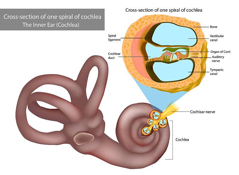 内耳耳蜗。一个耳蜗螺旋的横截面。柯尔蒂器官，听觉的感觉器官。螺旋神经节，骨螺旋板。图片下载