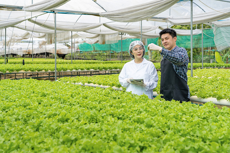 亚洲的女科学家们用数字平板电脑检查和讨论来自农民水培农场的蔬菜有机沙拉和生菜的质量，工人们准备收获有机植物，农业工业。图片下载