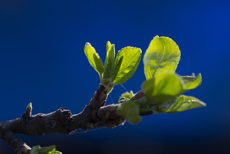年轻的绿叶在蓝色的背景上。树枝上的叶子。特写镜头。有选择性的重点。春天的概念图片下载