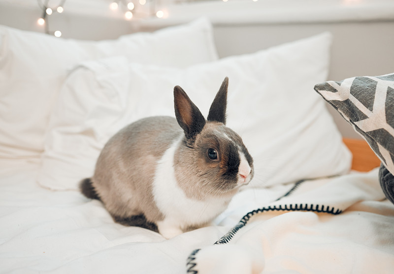 一张可爱的小兔子坐在家里的床上的照片摄影图片下载