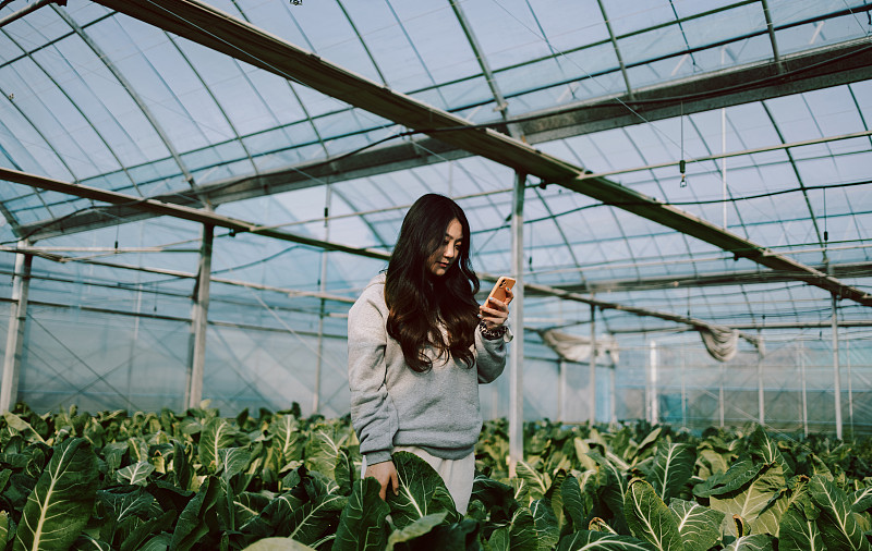 年轻的农民拿着智能手机查看温室里的蔬菜图片素材