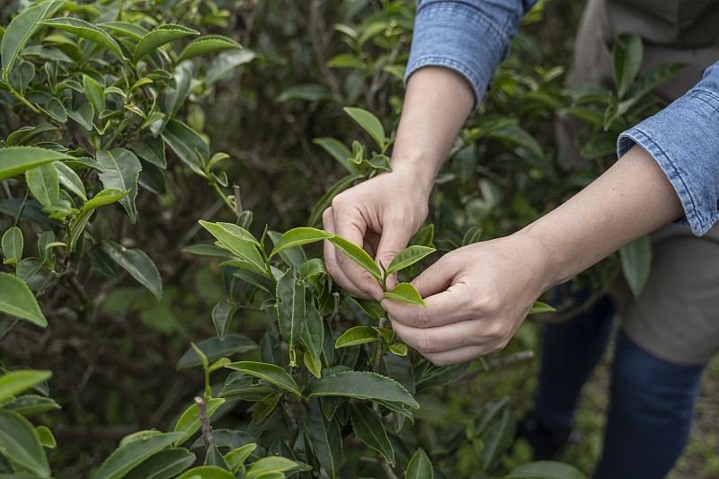 一个女农民手工采茶的特写图片下载