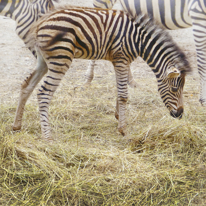 在田野里吃草的斑马摄影图片