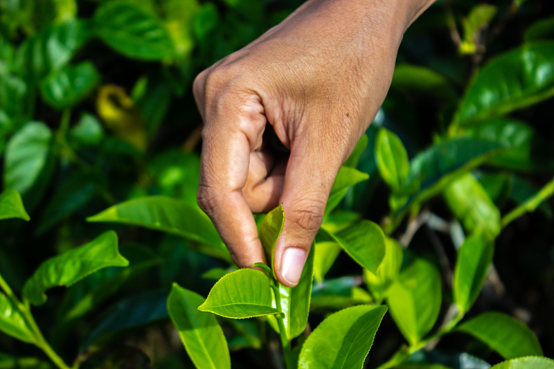 特写妇女的手指在茶园采摘茶叶的产品，自然选择，新鲜的茶叶在茶园在印度尼西亚图片下载