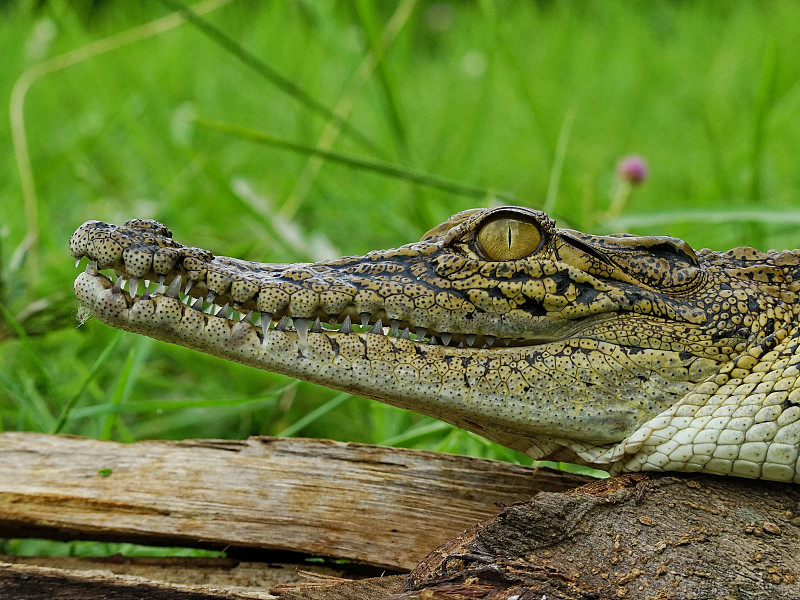 一只幼年鳄鱼在绿色背景的木头上的特写摄影图片