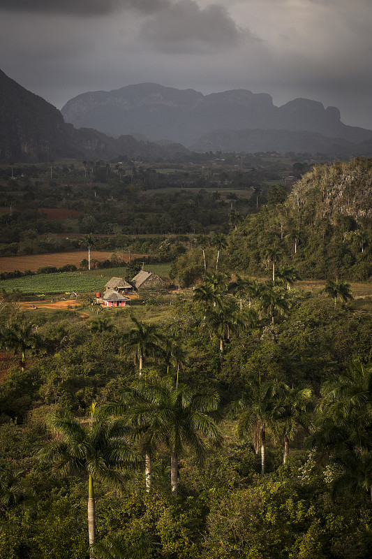 美丽的维纳莱斯山谷，棕榈树和雾。古巴令人惊叹的绿色景观摄影图片
