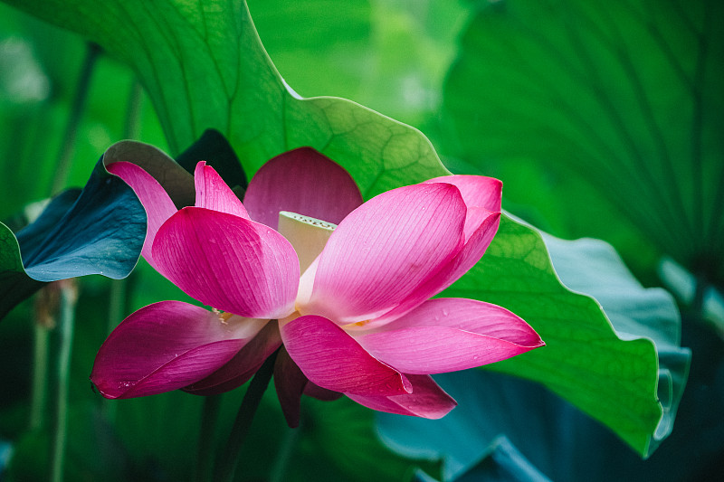 粉红色的莲花，美丽的异域之花亚洲摄影图片
