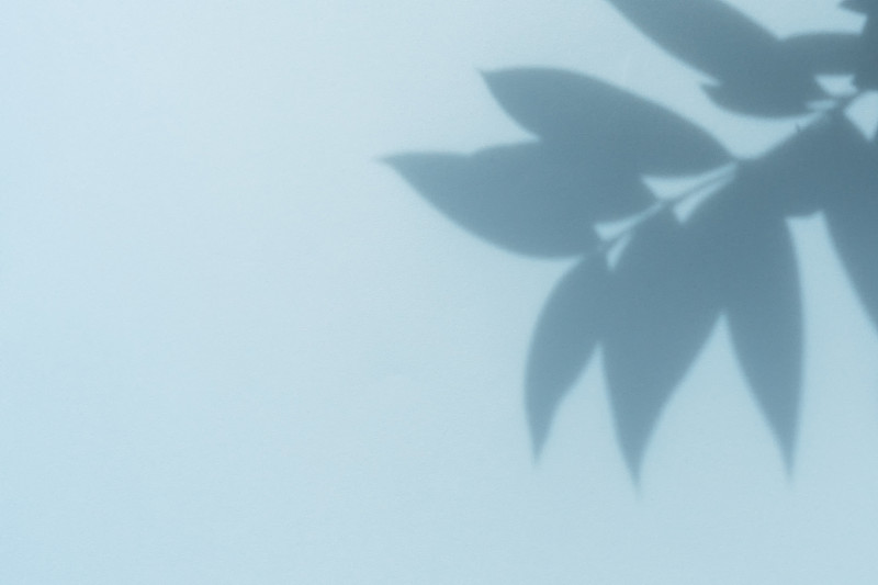 极简的蓝色背景与叶子的阴影摄影图片