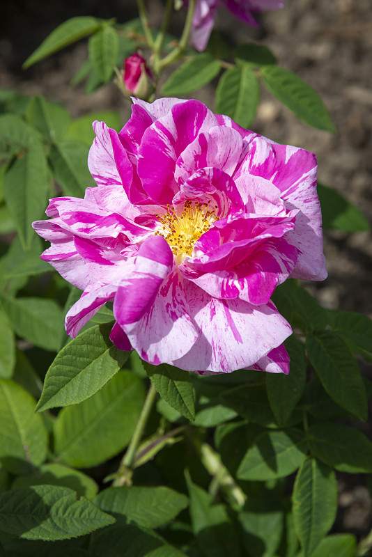 蔷薇芒迪在夏天的阳光下开花摄影图片