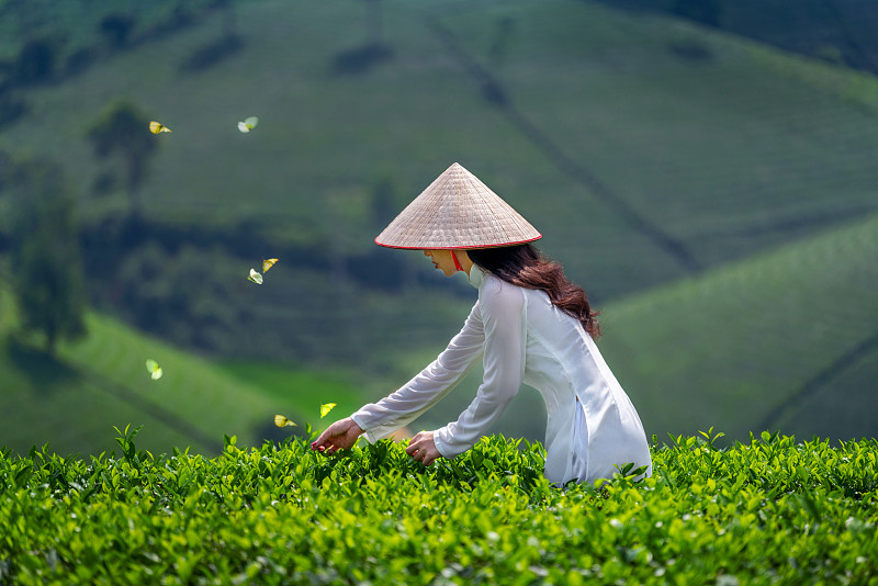 在越南的绿茶田里，身着越南传统文化的亚洲妇女。图片下载
