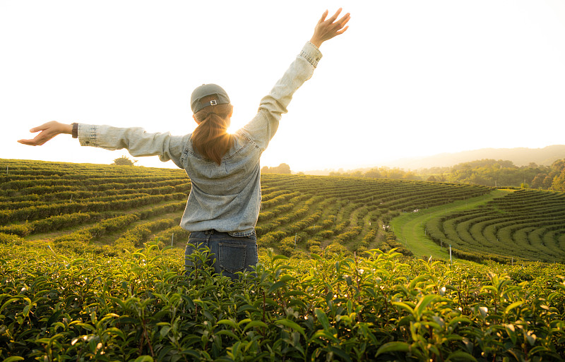 幸福的后景女农民举起手臂，望着夕阳下美丽的茶园。图片下载