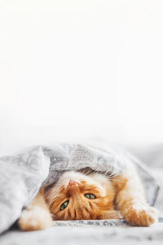可爱的姜黄色猫睡在床上毯子下。毛茸茸的宠物在卧室里打盹。带有复制空间的垂直横幅。图片下载