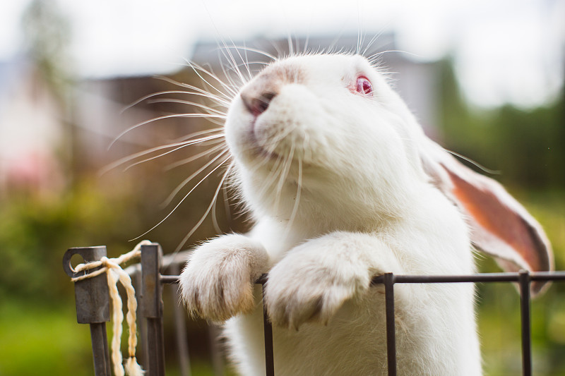 夏日里，一只在乡村院子里的小白兔。可爱,那种宠物图片下载