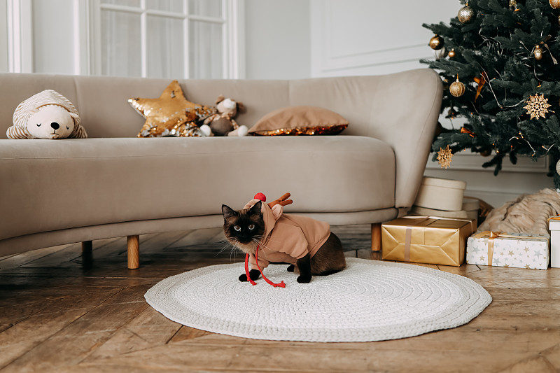 圣诞节的概念。家猫暹罗猫是一只穿着节日服装的宠物，在家里的圣诞节日里，坐在房间明亮的室内装饰好的圣诞树下图片下载