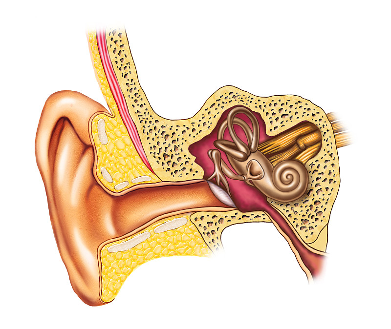 耳解剖图片下载