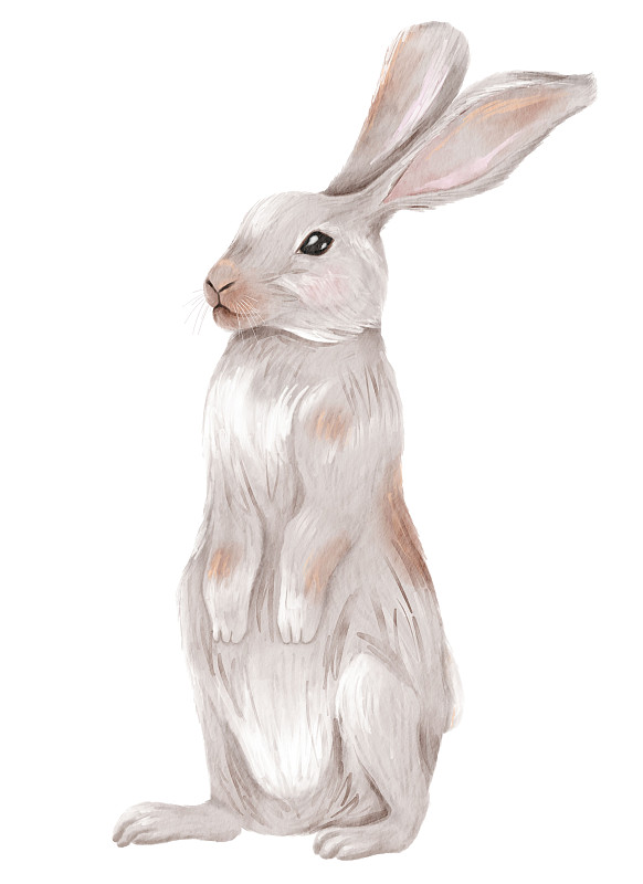 欧洲灰兔。水彩插图孤立在白色背景上。图片下载
