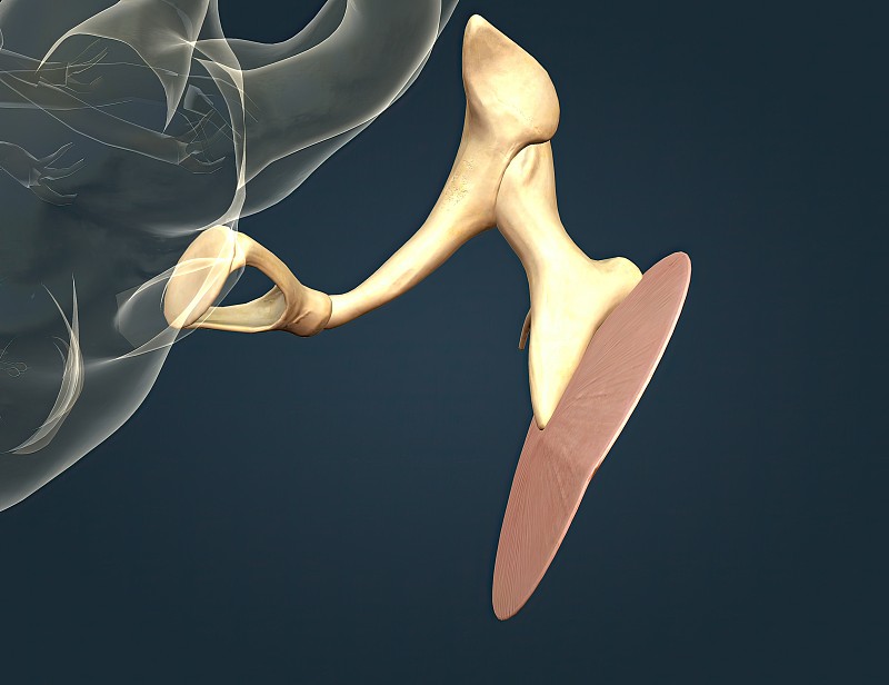 耳骨，也被称为听觉振荡，是所有哺乳动物中耳的三根小骨头之一。图片下载