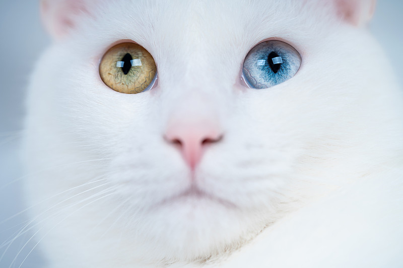 美丽的白猫，双色眼睛图片下载