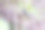一只可爱的日本山雀(山雀属，由山雀组成的家族)会啁啾。日本神奈川县相模原市Hayatogawa森林路，摄于2024年4月。摄影图片