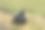 一只令人惊叹的稀有雄性黑松鸡，tetrix，站在荒野上。摄影图片