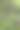 一个年轻的大针草(Stellaria holostea)特写，肖像格式，自然照片，自然照片，漫射光，Neustadt am Ruebenberge，下萨克森州，德国，欧洲摄影图片