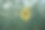 田野里盛开的一朵向日葵摄影图片