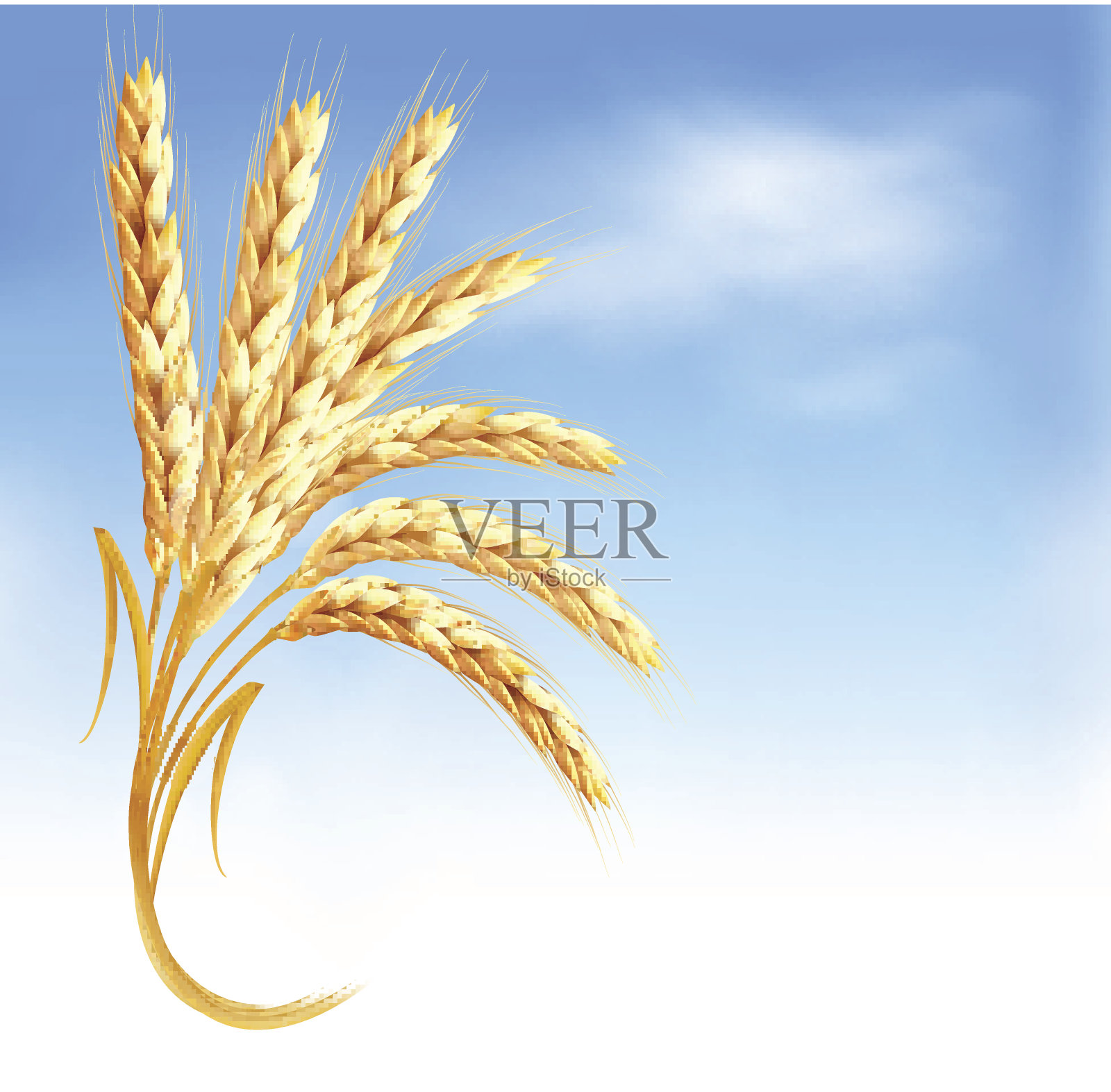 蓝天前的小麦。插画图片素材
