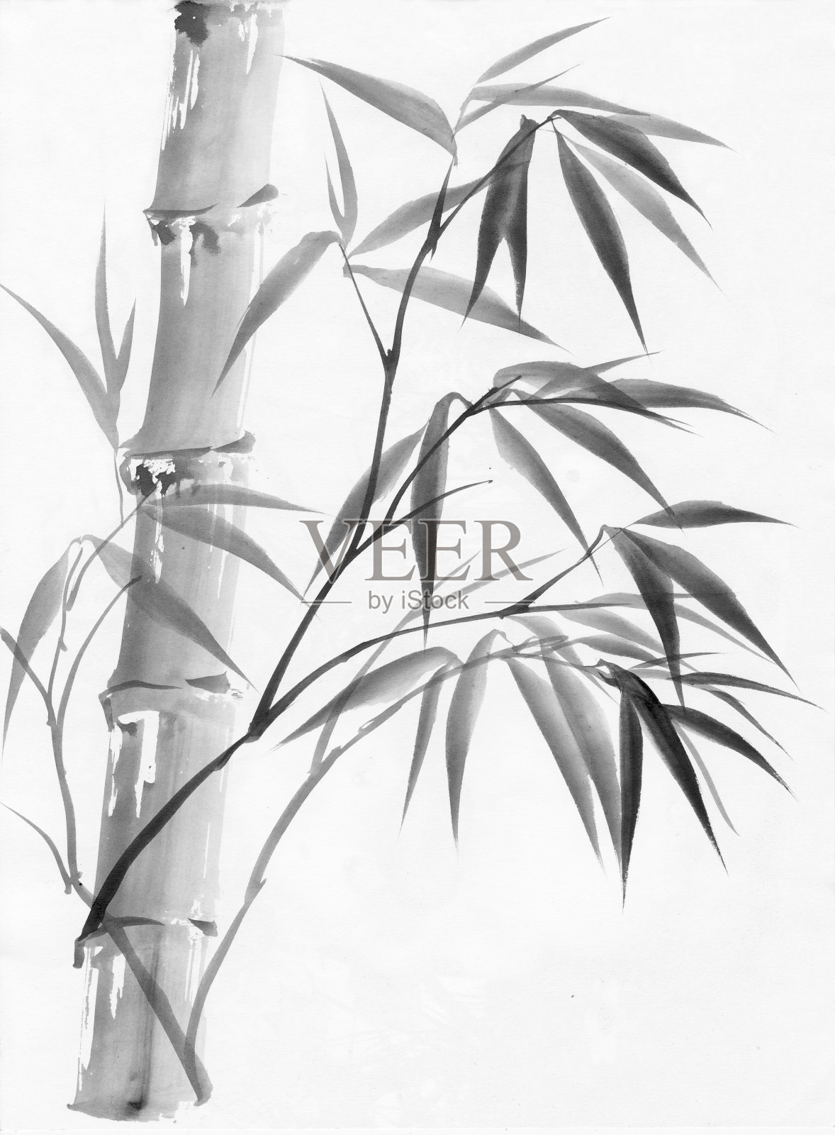 水彩画的竹子插画图片素材