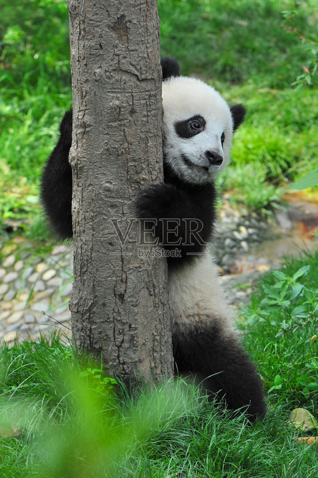大熊猫熊抱着树照片摄影图片