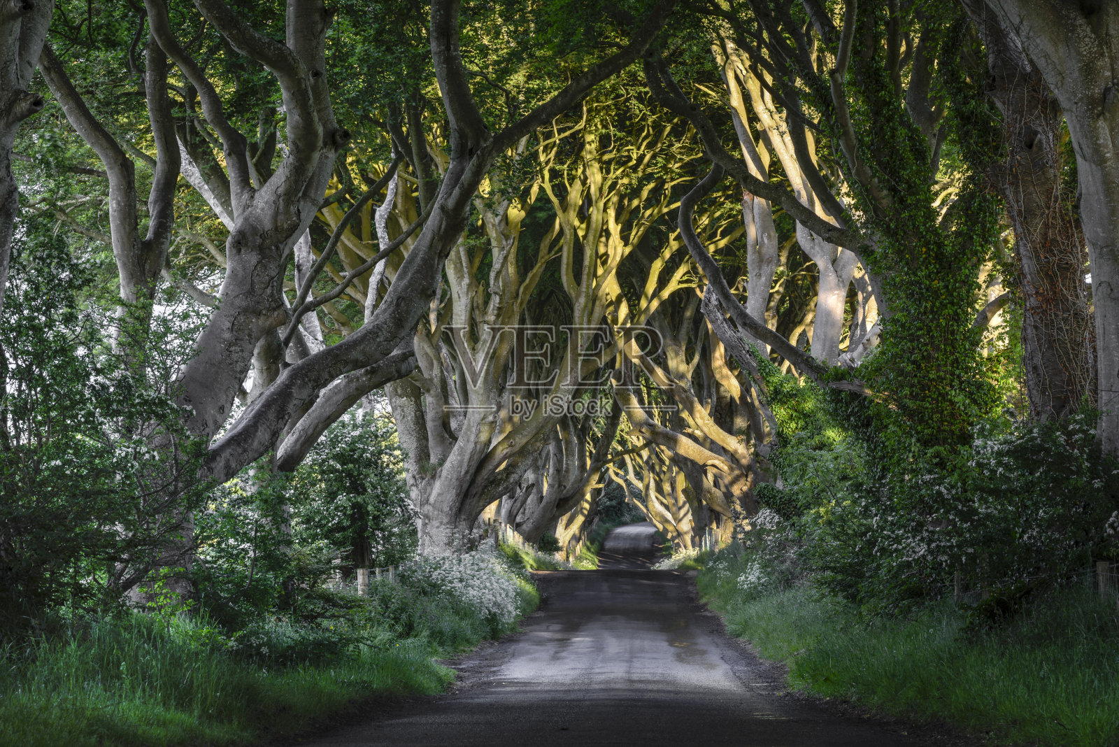 黑暗树篱:北爱尔兰照片摄影图片