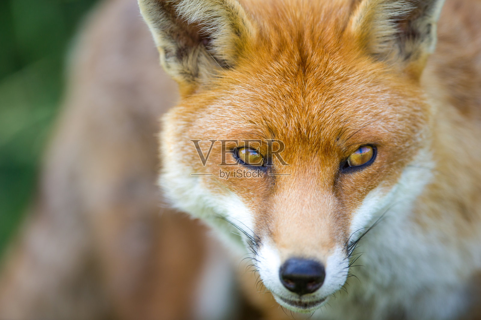 欧洲的狐狸照片摄影图片