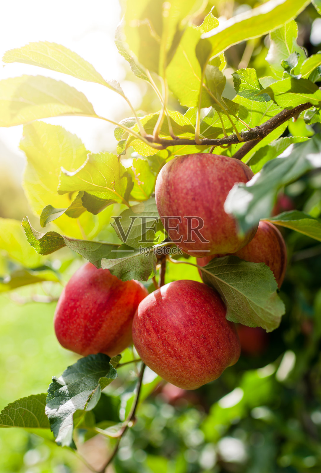 树枝上的红苹果照片摄影图片