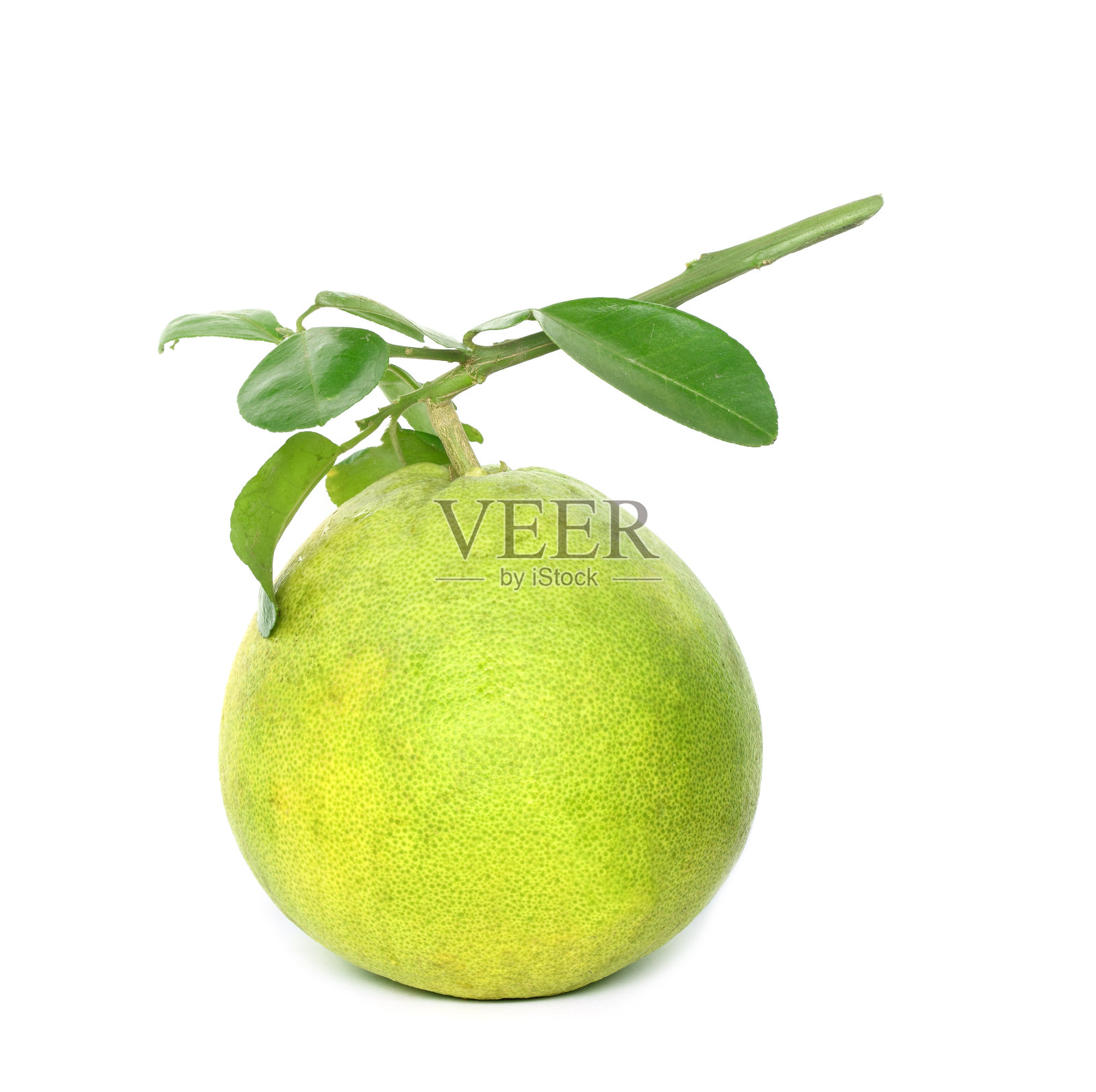 绿色柚子品种在亚洲孤立的白色照片摄影图片