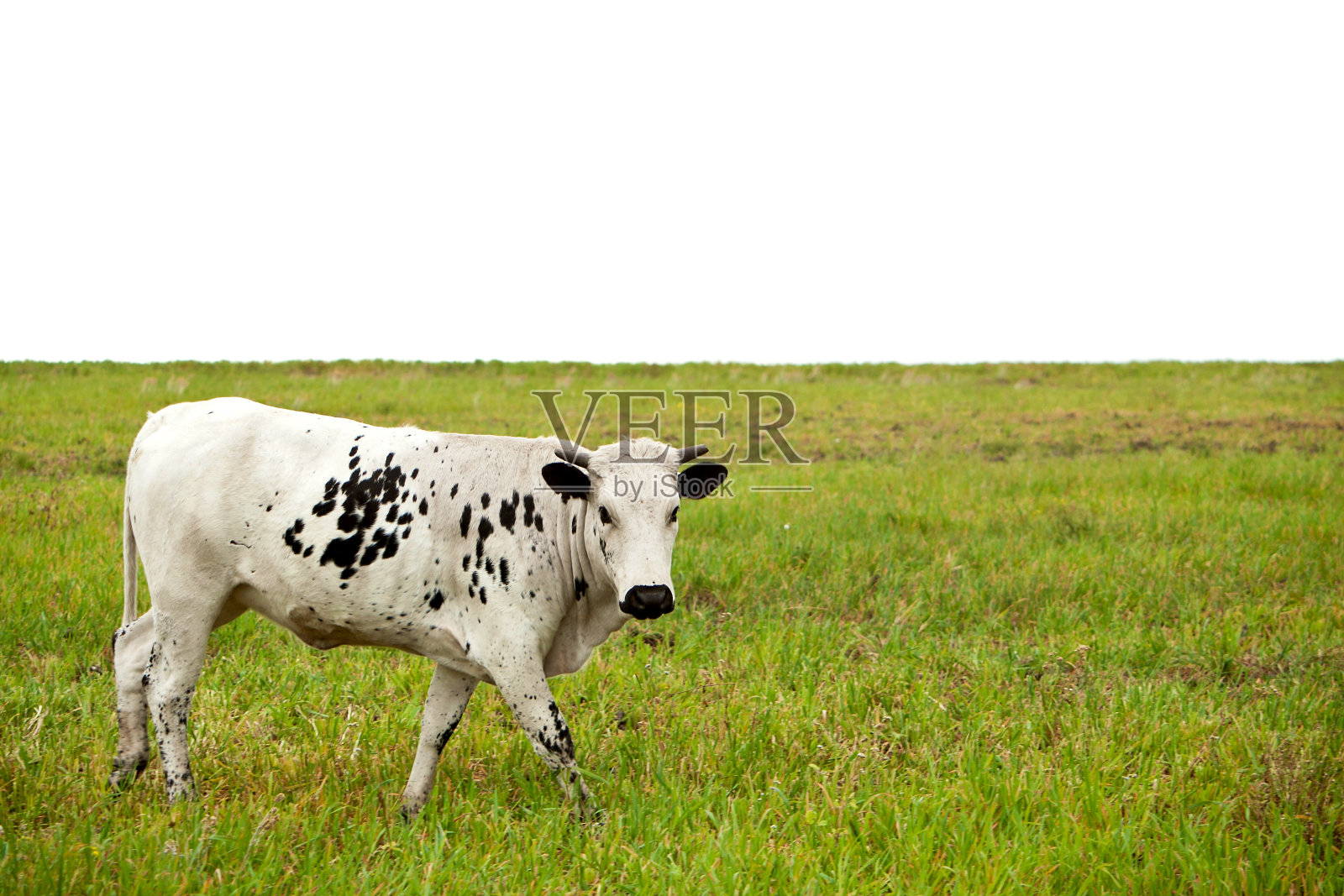 有黑点的白母牛在绿草上走照片摄影图片