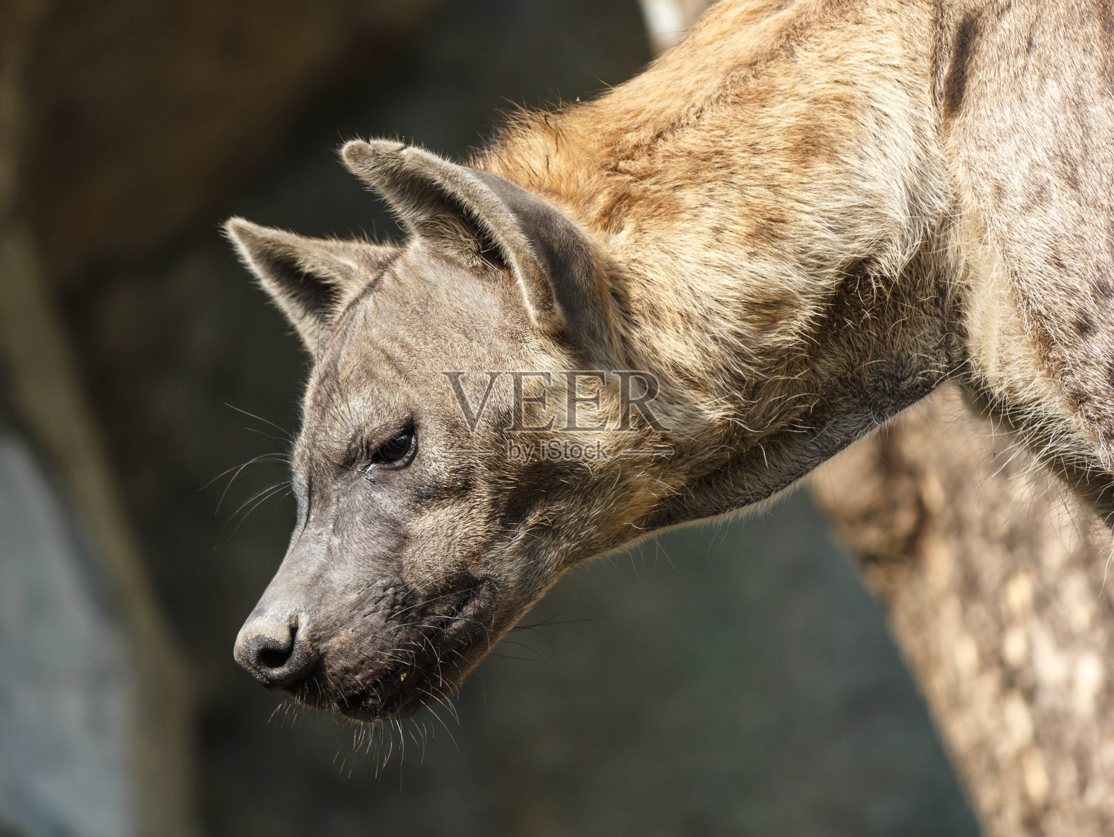 一只斑点鬣狗站立的特写照片照片摄影图片