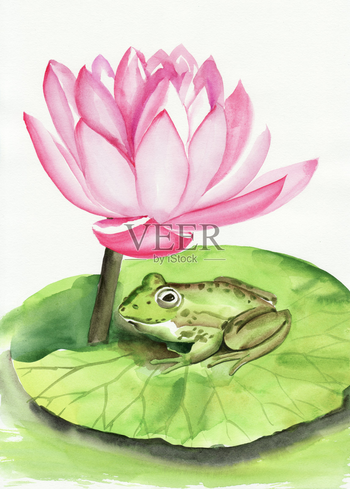 青蛙和lotus插画图片素材